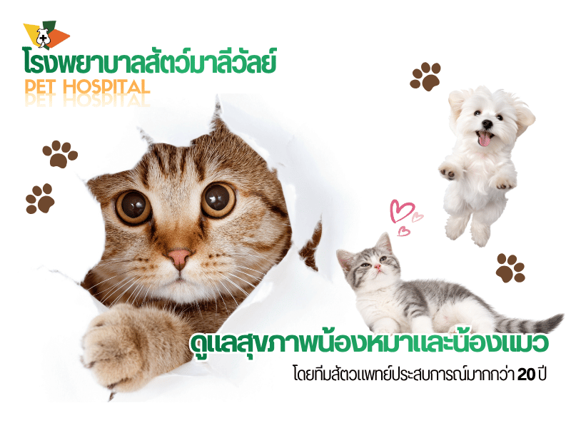 โรงพยาบาลสัตว์มาลีวัลย์ โรงพยาบาลสัตว์มาลีวัลย์