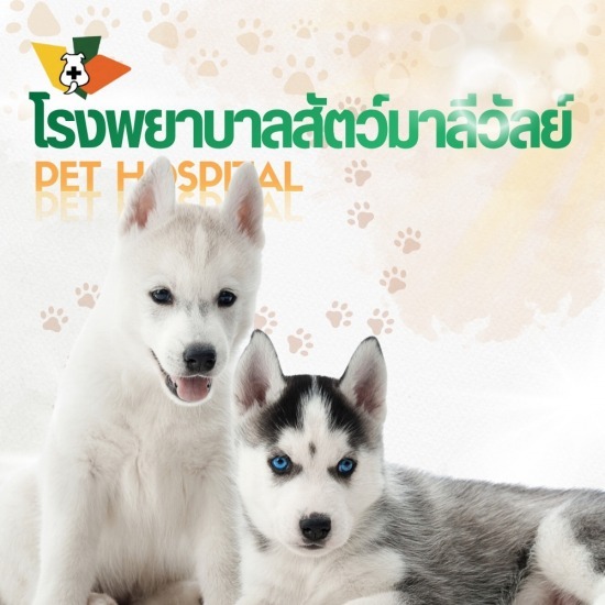 ฉีดวัคซีนสุนัข คลองสอง - โรงพยาบาลสัตว์มาลีวัลย์ รังสิต คลองสอง