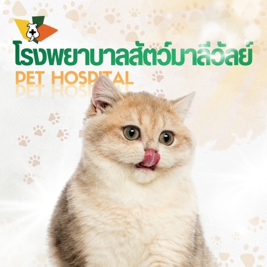 ฉีดวัคซีนแมว รังสิต คลองสอง