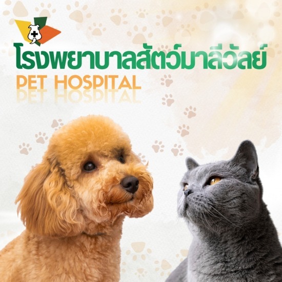 โรงพยาบาลทำหมันหมาแมว ใกล้ฉัน - โรงพยาบาลสัตว์มาลีวัลย์ รังสิต คลองสอง