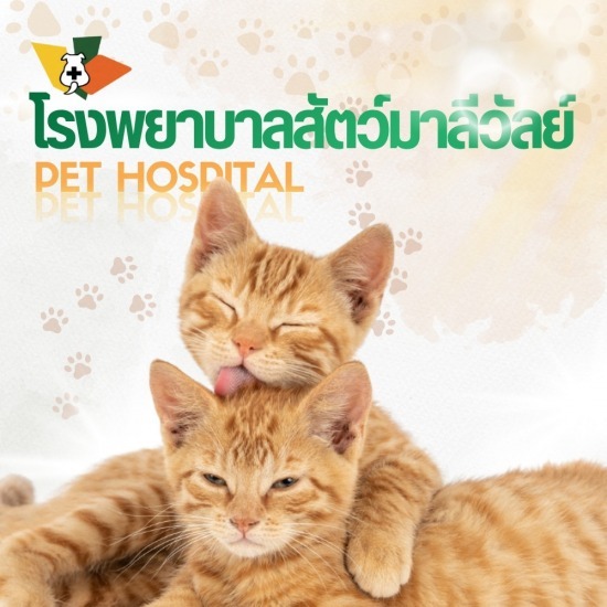 ทำหมันแมวราคาถูก รังสิต