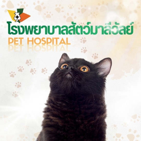 โรงพยาบาลสัตว์ ค่ารักษาถูก รังสิต